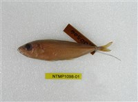 藏品(脂眼凹肩鰺)的圖片